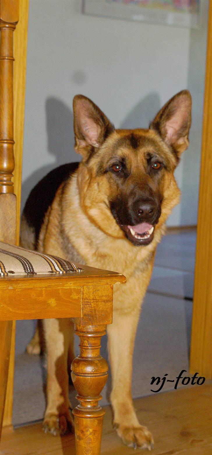 Schæferhund Holmgårs Soffie - 2. billede 2