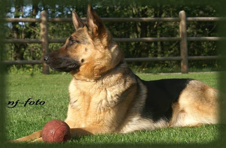 Schæferhund Holmgårs Soffie - 3. billede 3