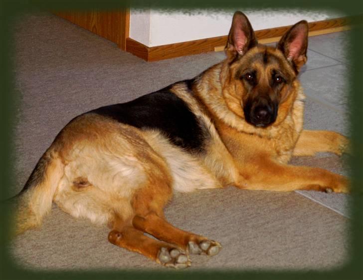 Schæferhund Holmgårs Soffie - 4. billede 4