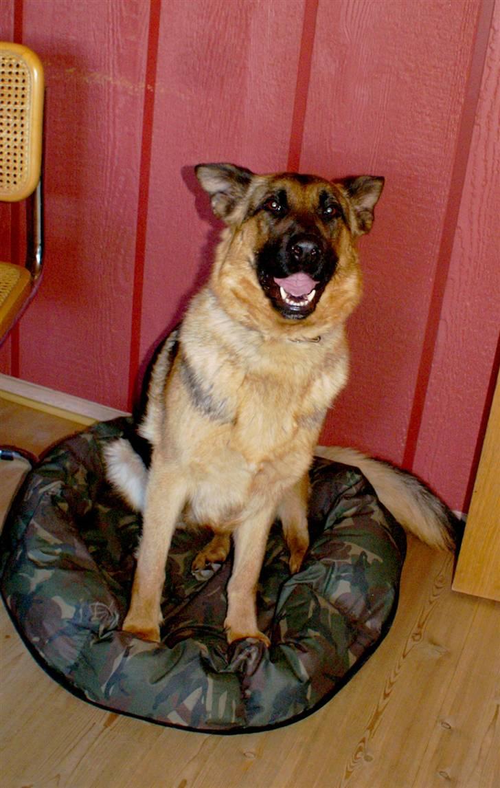 Schæferhund Holmgårs Soffie - 5. billede 5