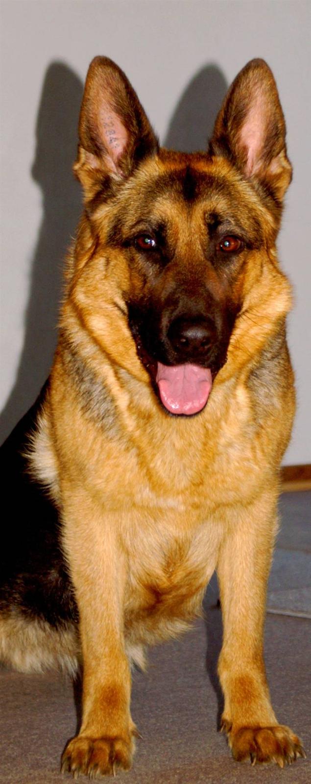 Schæferhund Holmgårs Soffie - 6. billede 6