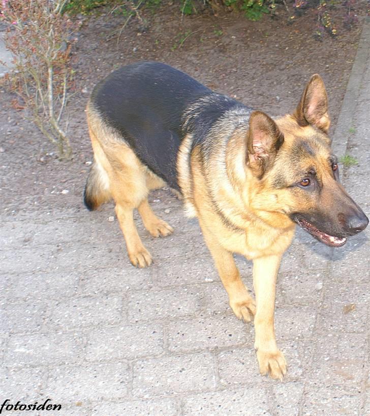 Schæferhund Holmgårs Soffie - 7. billede 7