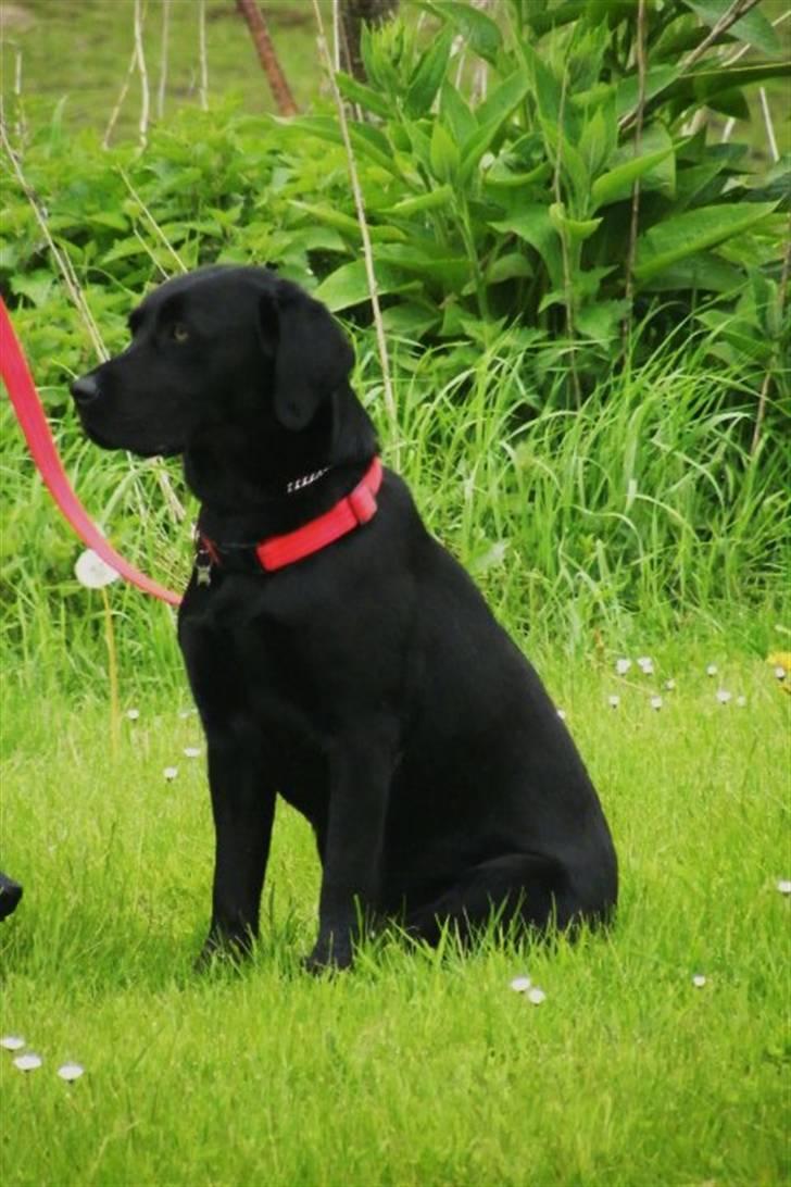 Labrador retriever Alina Mark Bustrup (formel 1) - Koncentration under træningen :D billede 9