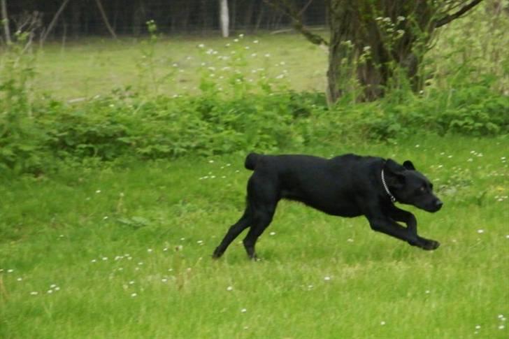 Labrador retriever Alina Mark Bustrup (formel 1) - Så gik der legebarn i Chili :P billede 10