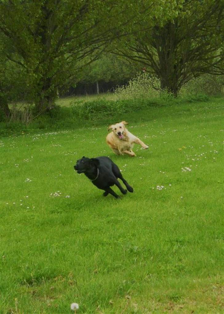 Labrador retriever Alina Mark Bustrup (formel 1) - Chili og hendes nye ven <3 billede 11