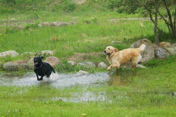 Labrador retriever Alina Mark Bustrup (formel 1) - "Fang mig hvis du kan" hihi .. billede 7