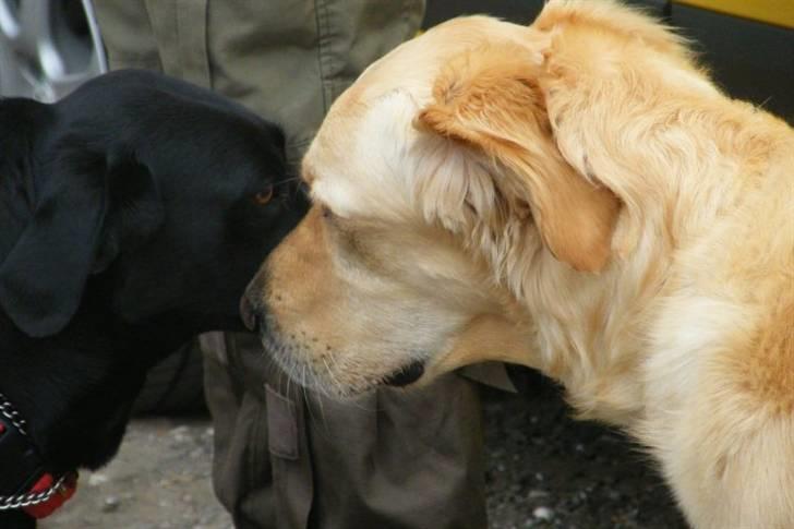 Labrador retriever Alina Mark Bustrup (formel 1) - Et lille kys hihi .. billede 12