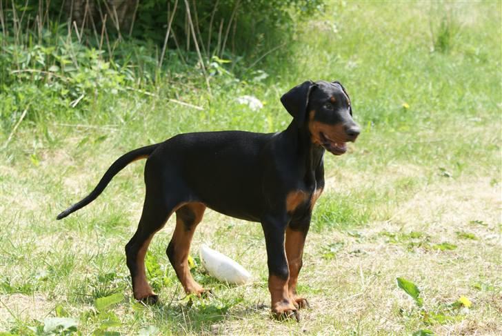 Dobermann Dobergaarden F Chikita billede 1