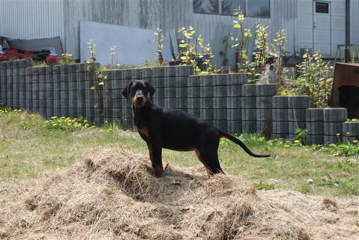 Dobermann Dobergaarden F Chikita billede 2