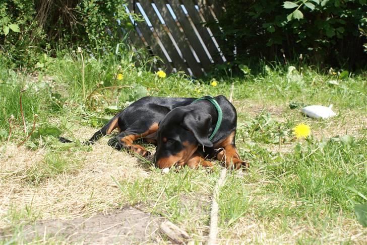 Dobermann Dobergaarden F Chikita billede 3