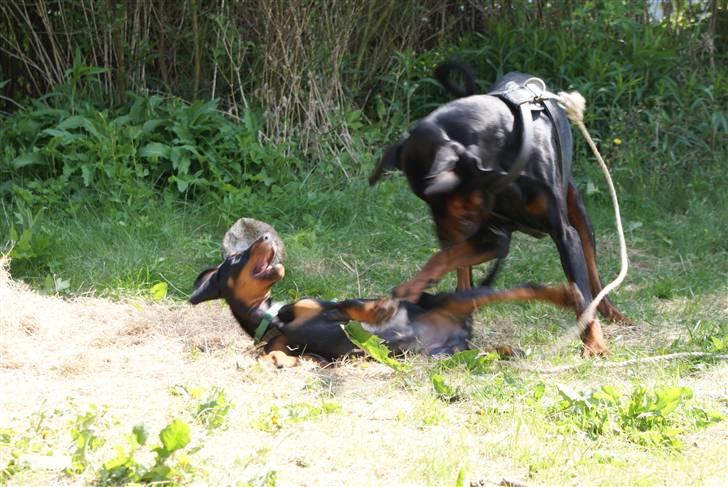 Dobermann Dobergaarden F Chikita - Ja ja det er jo så DIN bold, endnu.. billede 4