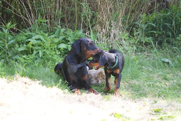 Dobermann Dobergaarden F Chikita - Den bold skal nok blive MIN... billede 5