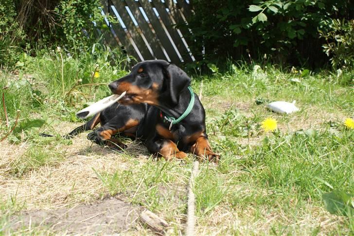 Dobermann Dobergaarden F Chikita billede 6