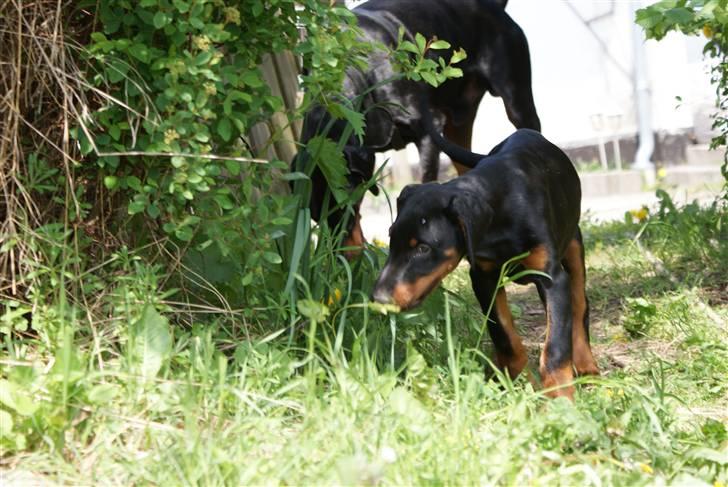 Dobermann Dobergaarden F Chikita billede 7