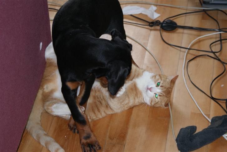 Dobermann Dobergaarden F Chikita - Ha, dig må jeg da kunne tæve... billede 8