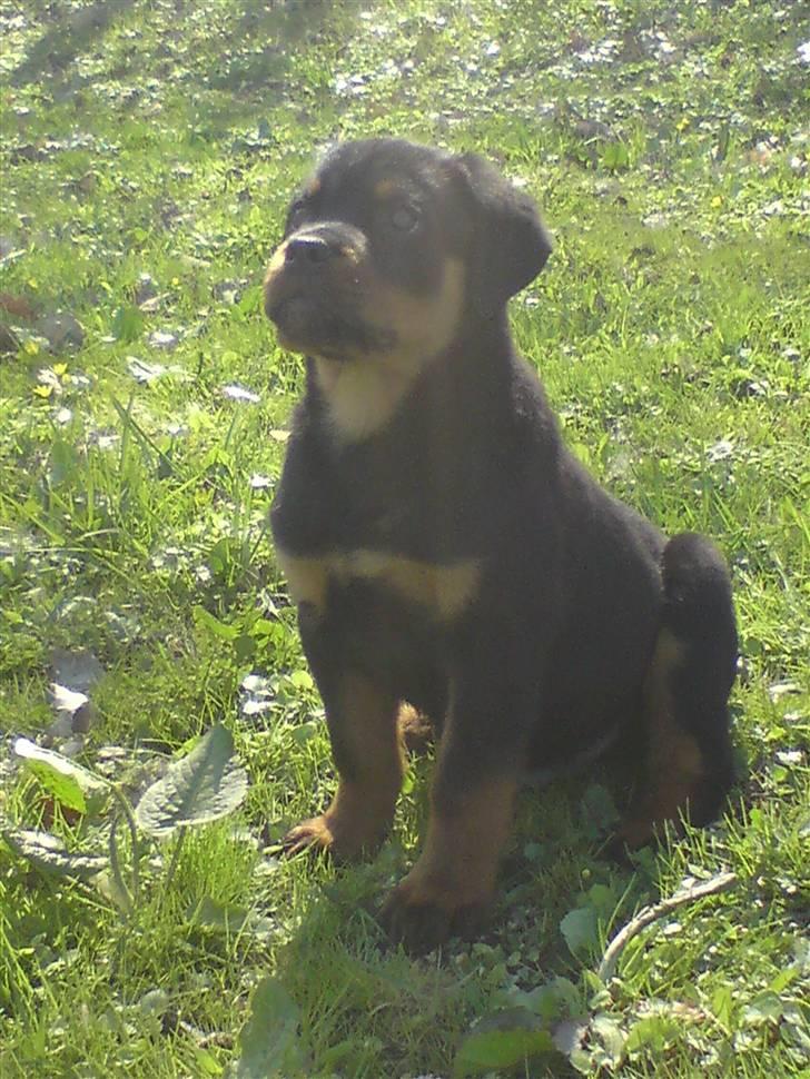 Rottweiler (Zakoda) Tyson billede 1