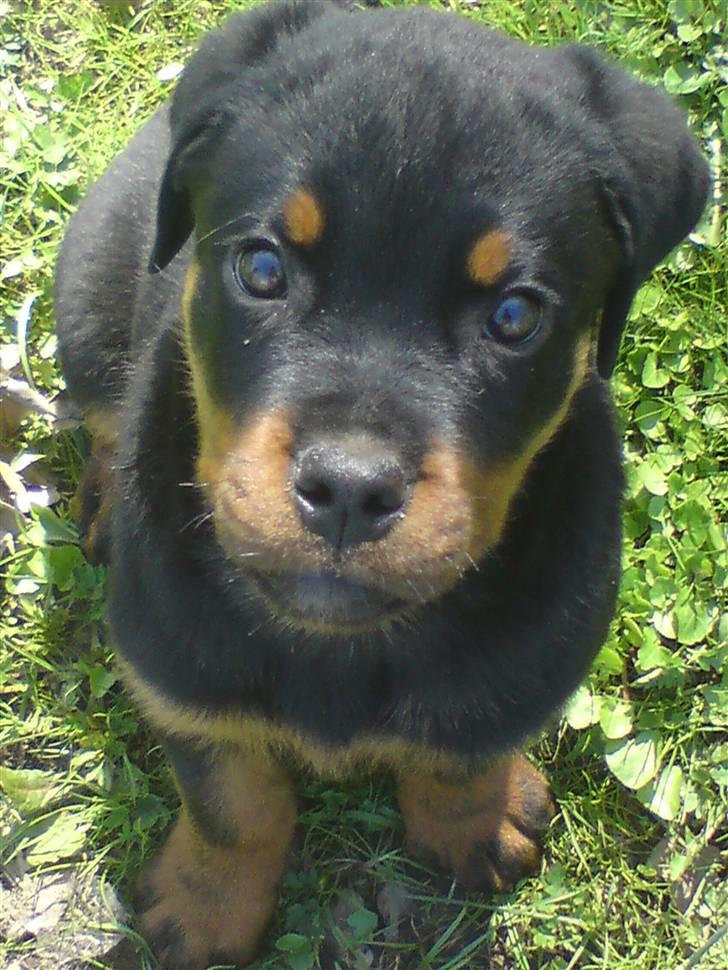 Rottweiler (Zakoda) Tyson billede 2