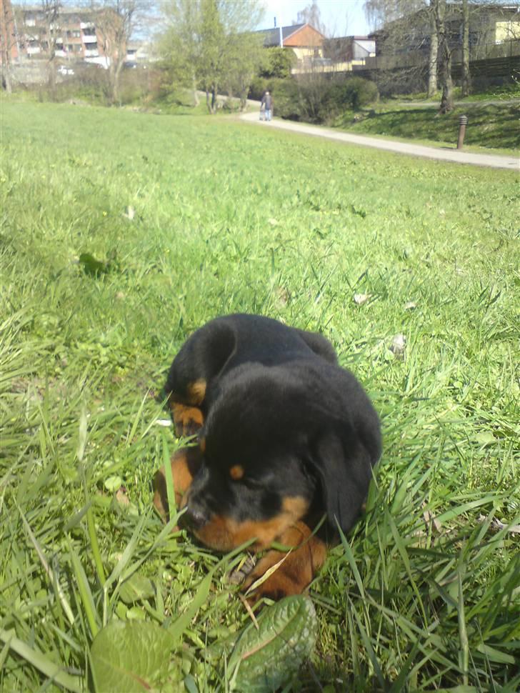 Rottweiler (Zakoda) Tyson billede 3