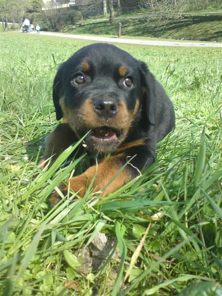 Rottweiler (Zakoda) Tyson billede 4