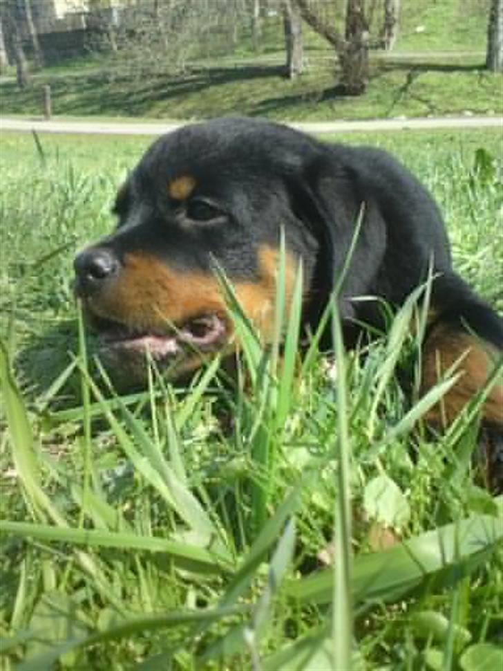 Rottweiler (Zakoda) Tyson billede 5