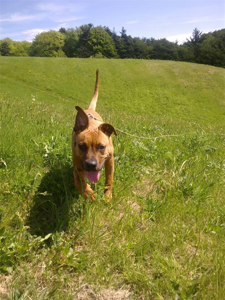 Amerikansk staffordshire terrier Mille billede 17