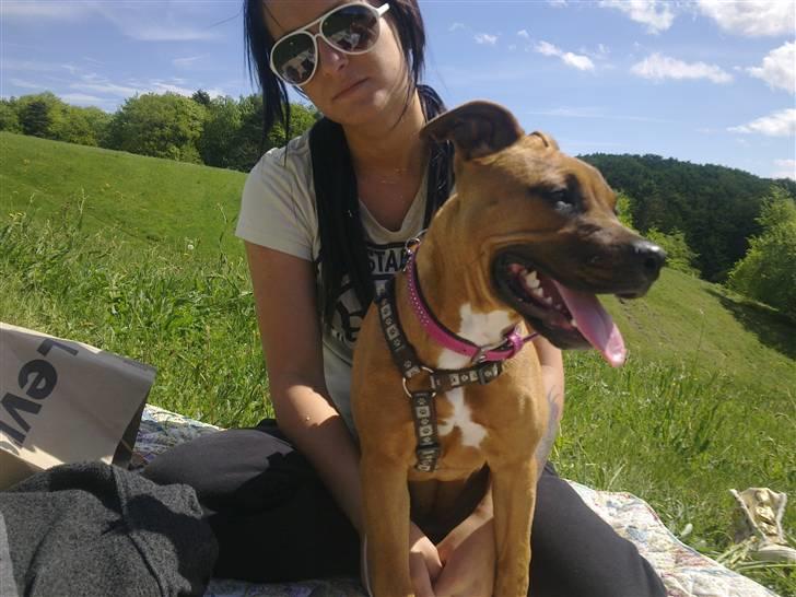 Amerikansk staffordshire terrier Mille billede 18