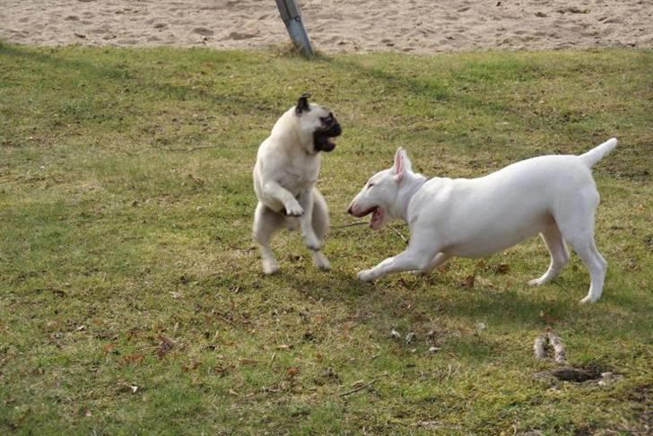 Mops Gilbert - Gilbert og hans bedste ven viola:) billede 16