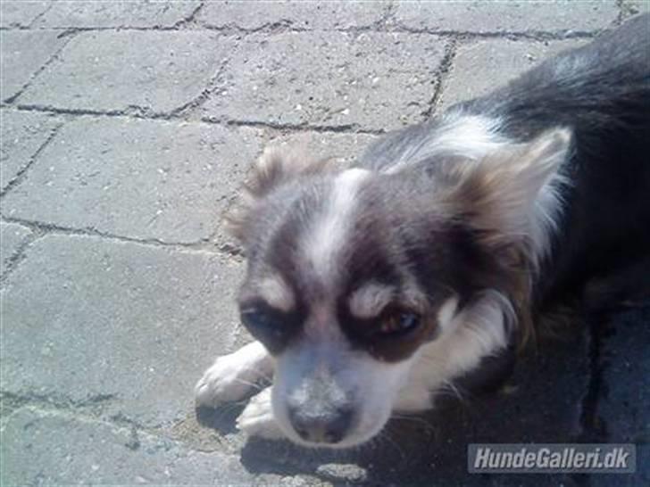 Chihuahua Golden pearls  mademossel billede 11