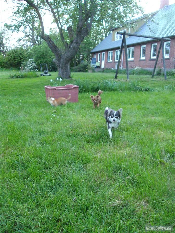 Chihuahua Golden pearls  mademossel billede 12