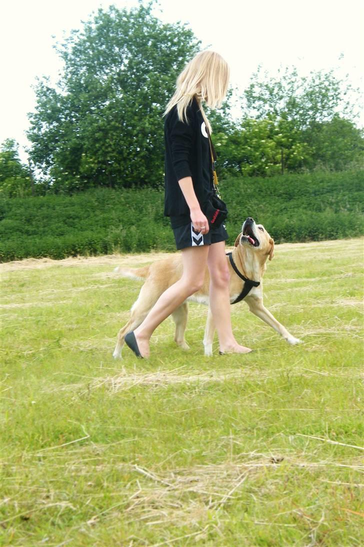 Blanding af racer Sif RIP - 2011 11 ÅR - Sif og jeg D. 22Juni 2010. Fri ved fod - Dagen før vores eksame. Foto: Min søster billede 9