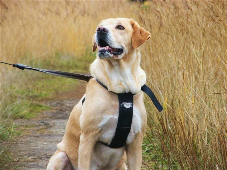 Blanding af racer Sif RIP - 2011 11 ÅR - Sif D. 1 November 2009. Foto: Mig billede 11