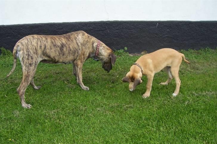 Blanding af racer balder - mor og søn studerer en brumbasse billede 12