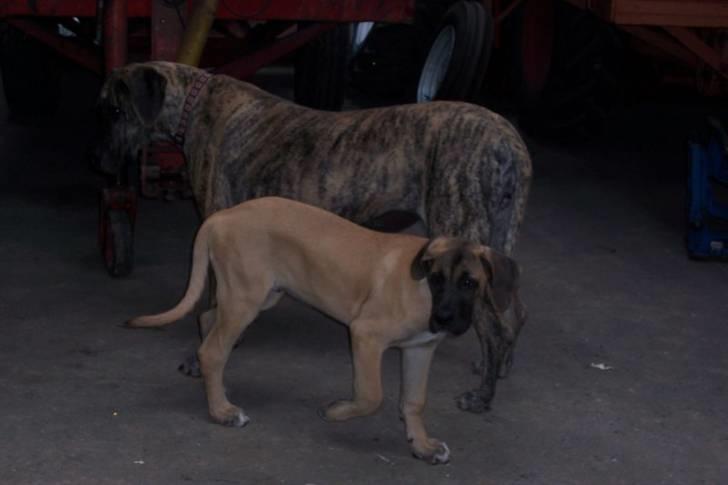 Blanding af racer balder - lige en smut på fars værksted billede 13