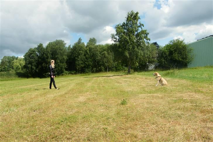 Blanding af racer Sif RIP - 2011 11 ÅR - Sif og jeg i en bliv-øvelse D. 6 Juli 2010. Foto: Min søster billede 13