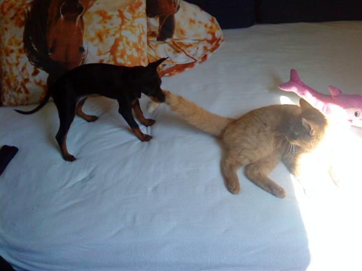 Blanding af racer Lekxi ¤MIT ALT¤ billede 1