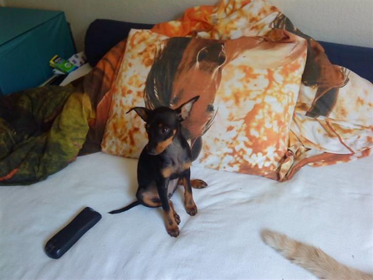 Blanding af racer Lekxi ¤MIT ALT¤ billede 2