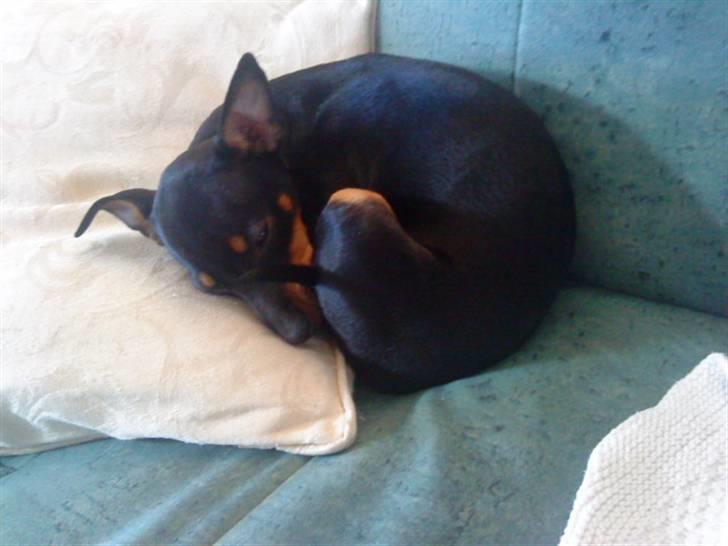 Blanding af racer Lekxi ¤MIT ALT¤ billede 3