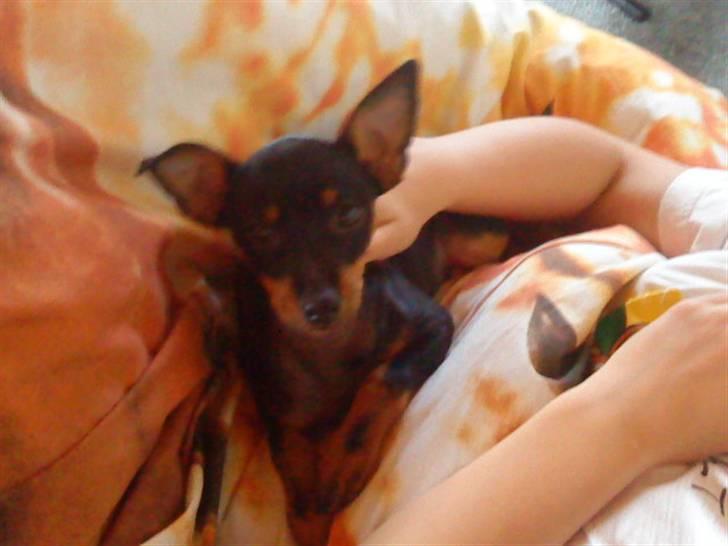 Blanding af racer Lekxi ¤MIT ALT¤ billede 4