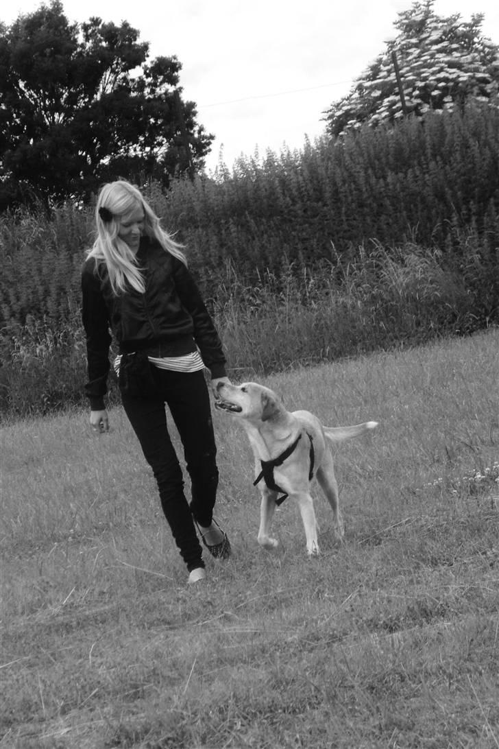 Blanding af racer Sif RIP - 2011 11 ÅR - Sif og jeg D.6 Juli 2010 - Fri ved fod. Foto: Min søster billede 14