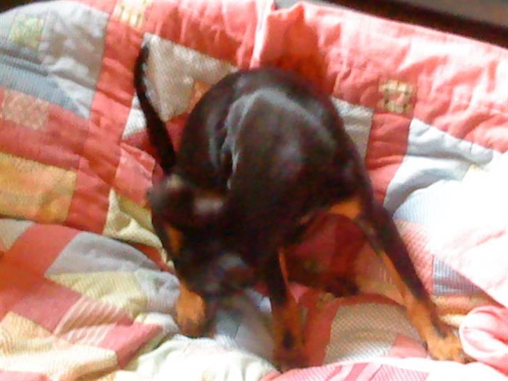 Blanding af racer Lekxi ¤MIT ALT¤ billede 5