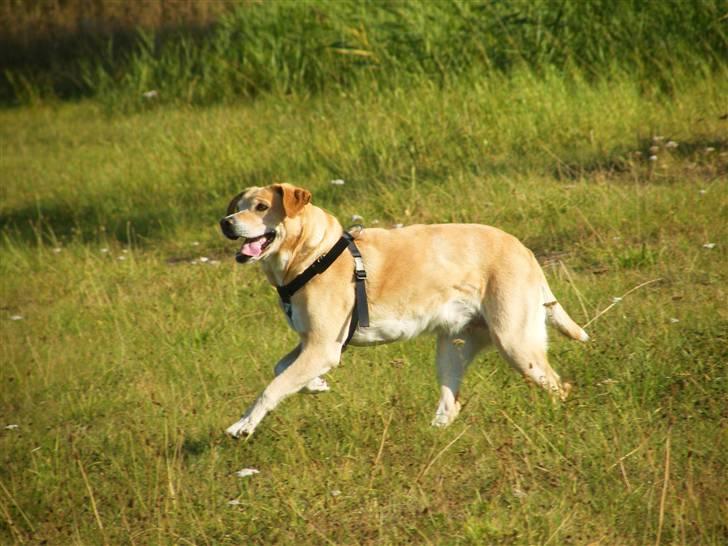 Blanding af racer Sif RIP - 2011 11 ÅR - Sif D. 20 September 2009. Foto: Mig billede 15