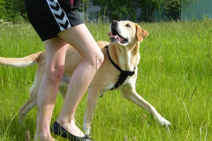 Blanding af racer Sif RIP - 2011 11 ÅR - Sif og jeg D. 5 Juni 2010. Går fri ved fod. Foto: Min søster billede 19