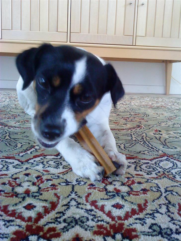 Dansk svensk gaardhund Rosa billede 3