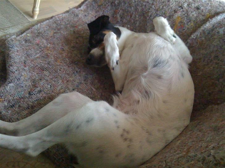 Dansk svensk gaardhund Rosa billede 6