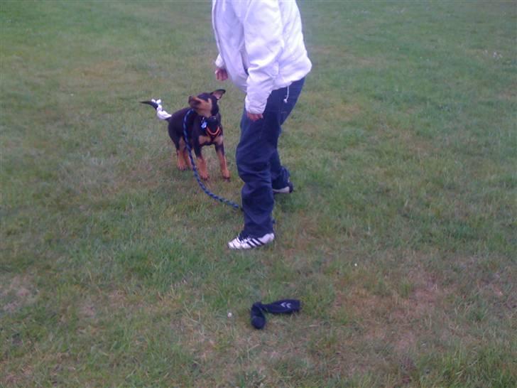 Rottweiler Simba R.I.P billede 8