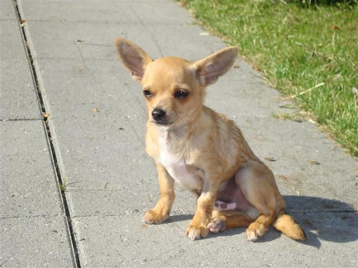 Chihuahua Hugo billede 14