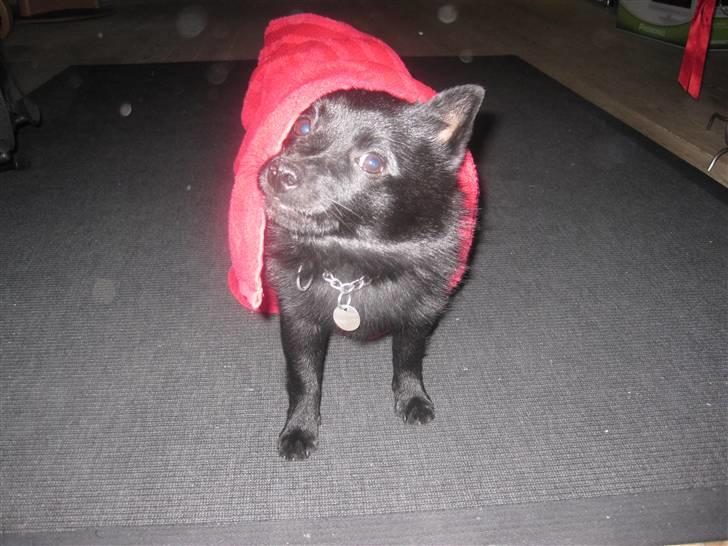 Schipperke Sylvester billede 15