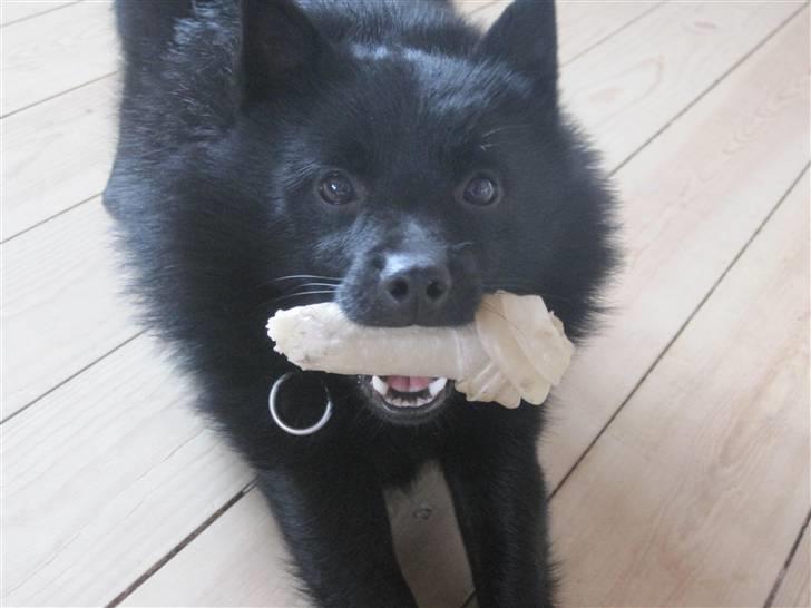 Schipperke Sylvester billede 16