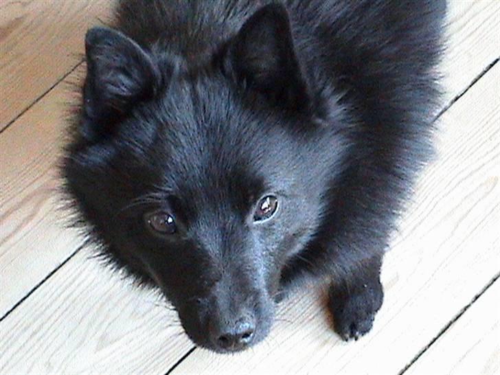 Schipperke Sylvester billede 17