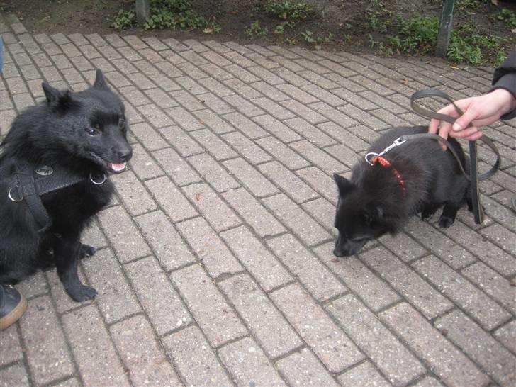 Schipperke Sylvester - Sylle sammen med sin mor billede 18